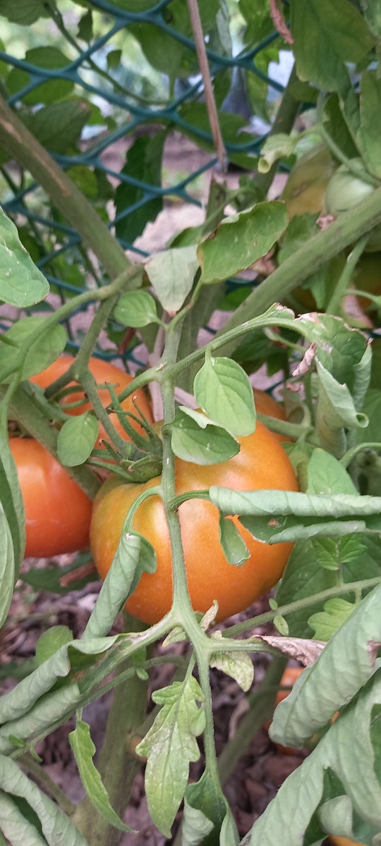 Алтайский мед - крупноплодный томат