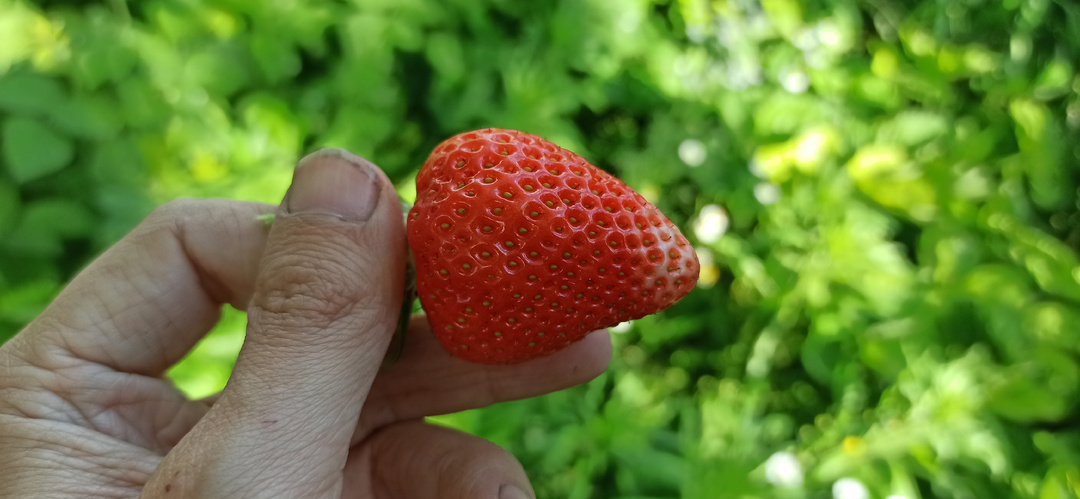🔥 Не верите? Закопайте 2 предмета под клубнику — и будете собирать рекордный урожай, удивляя близких!