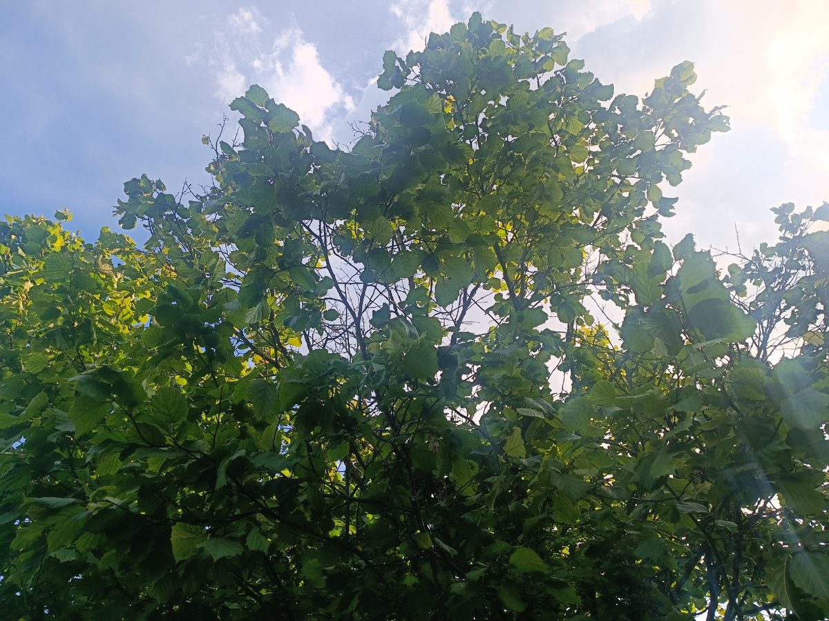 Российский комплекс «Орешник», на фото орешник)))