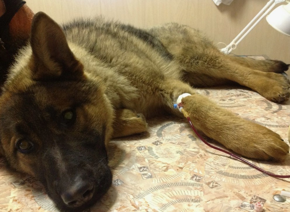 А животное страдает.
