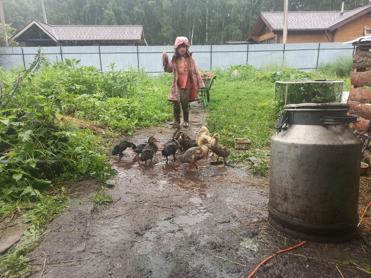Утята лужам радуются, но постоянный дождь им то же не по вкусу. Пока за телефоном сходила, большая часть уже в клетку забежала.