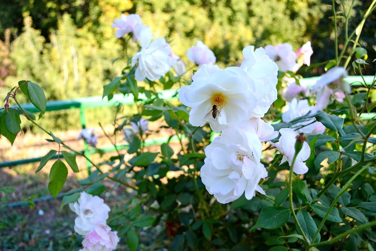 Коломенское. Фото автора