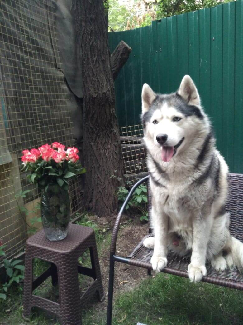 Наш Драголечка))