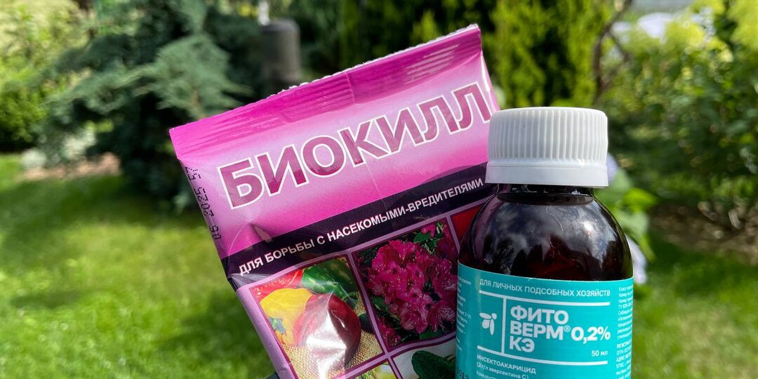 Мало кто правильно использует Фитоверм и Биокилл + Рецепт мощного биококтейля от белокрылки, клеща, тли