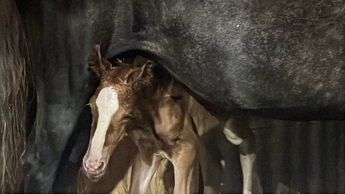 Бренди меньше часа от роду