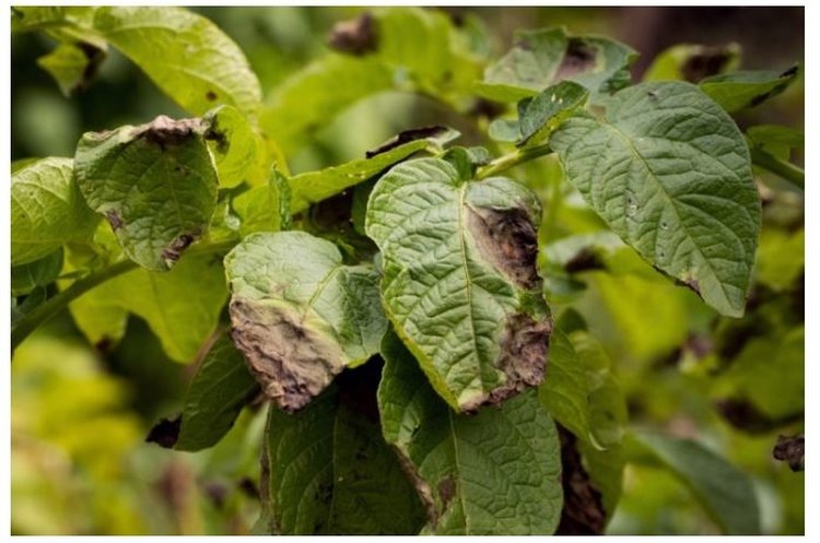    Фото: Россельхозцентр РФ