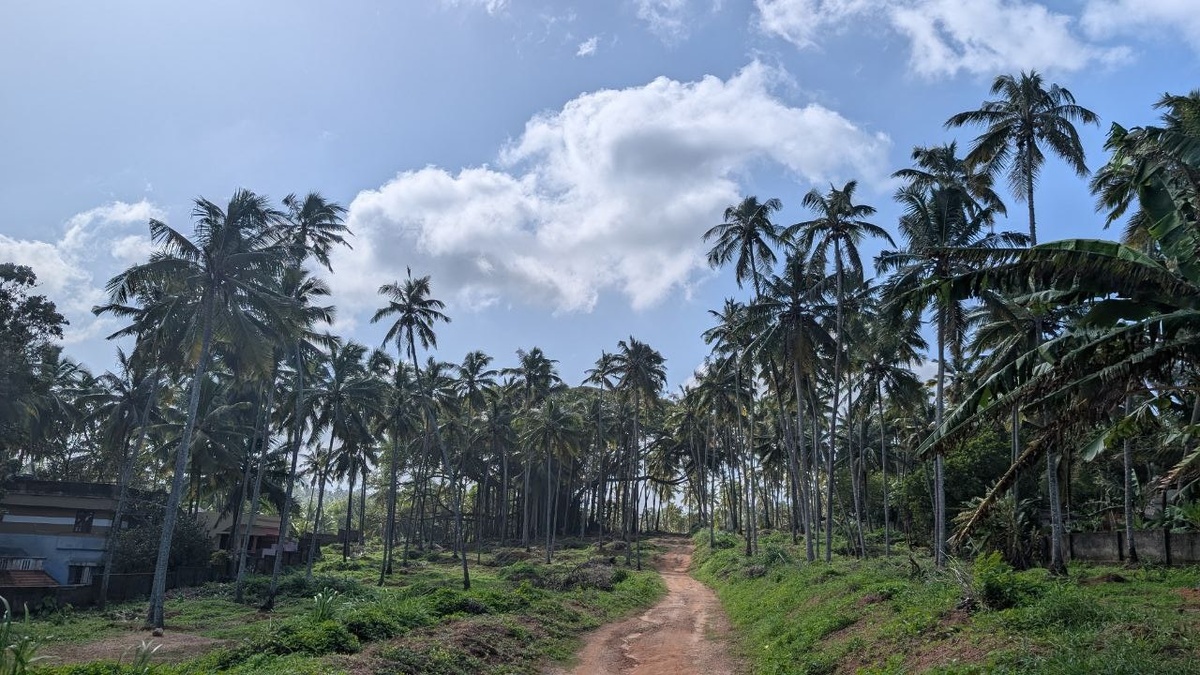 сельская дорога. Самудра