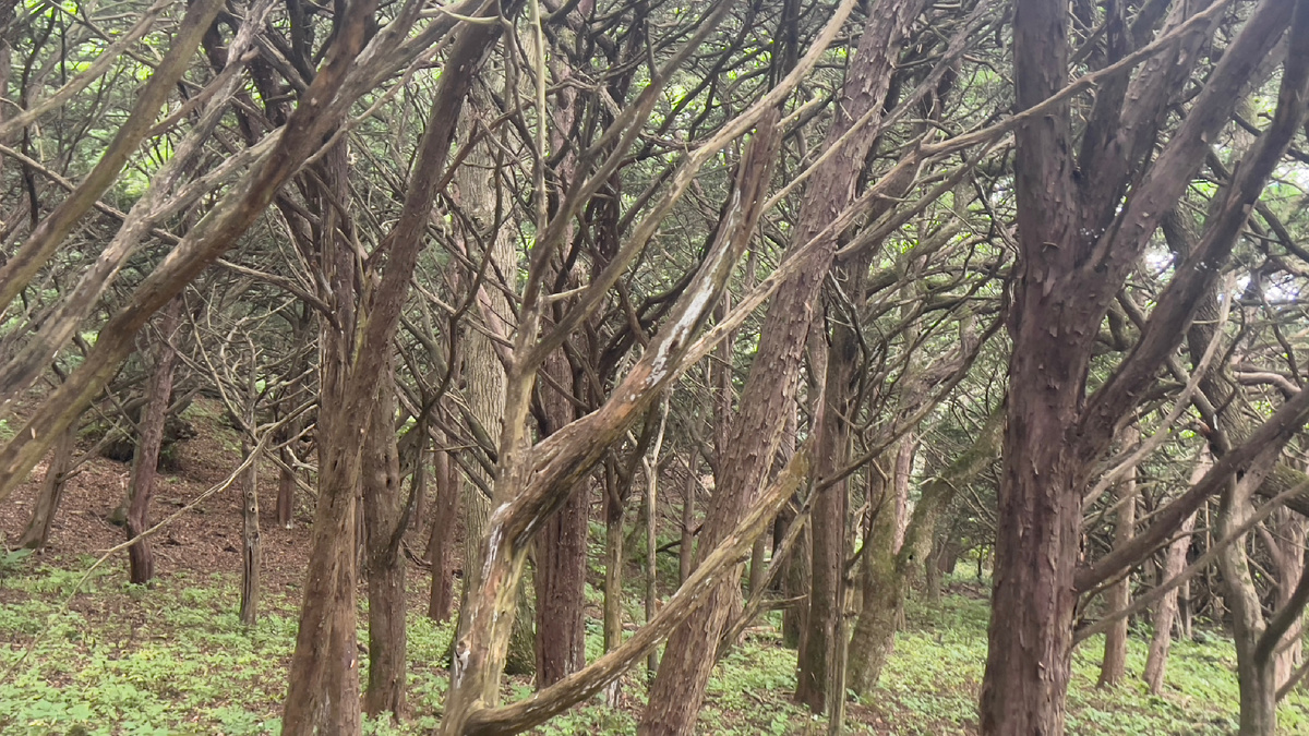 Тисова роща. Фото автора.