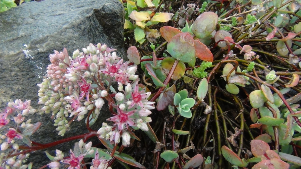 Очиток Зибольда