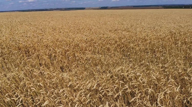    Фото: Лукьянов Дмитрий, AgroXXI.ru