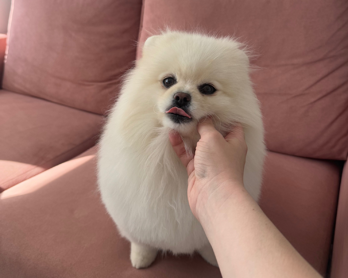 Самый милый комочек шерсти