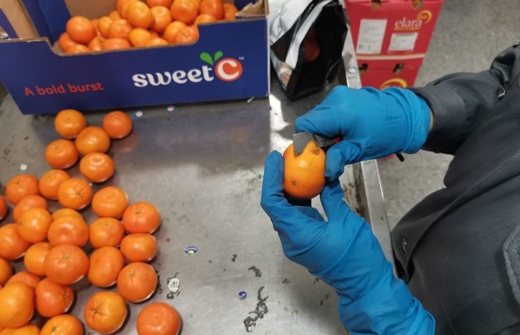    Фото: Северо-Западное межрегиональное управление Россельхознадзора