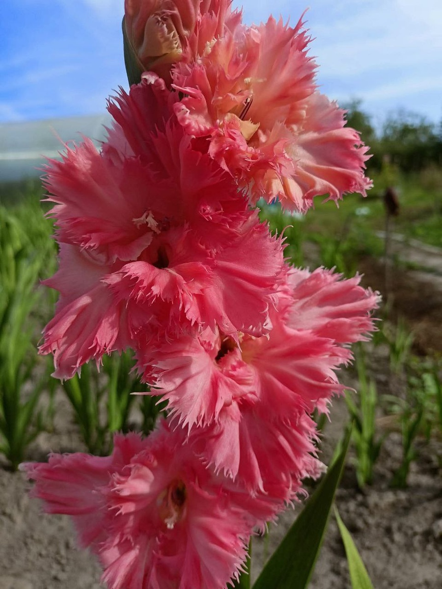 Гладиолус Прелесть рая