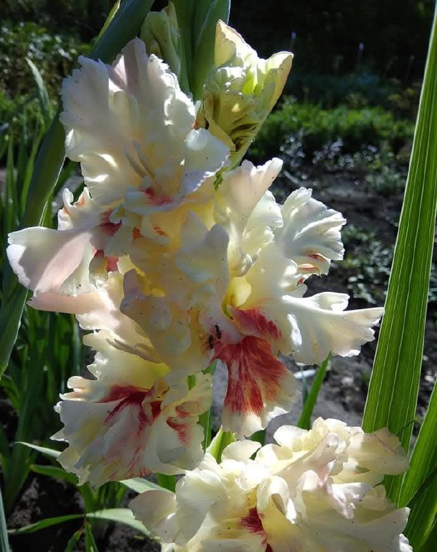 Гладиолус Блюзмен