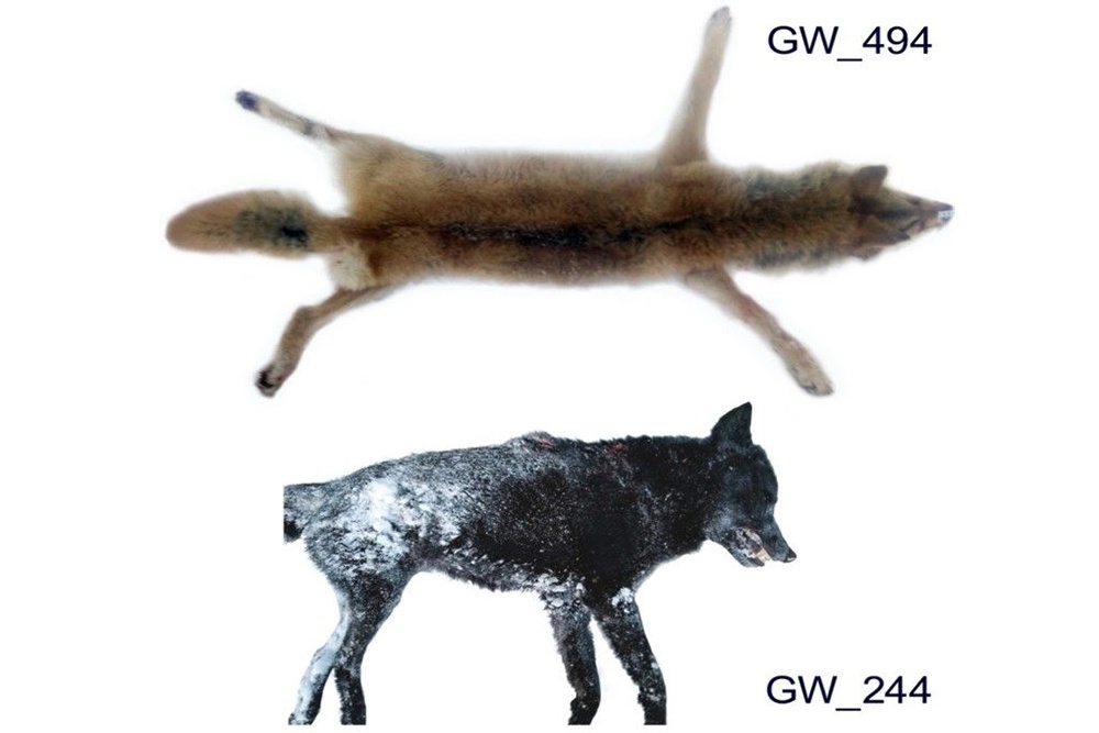    Гибрид волка и собаки / Фото: Институт биологии Карельского научного центра РАН