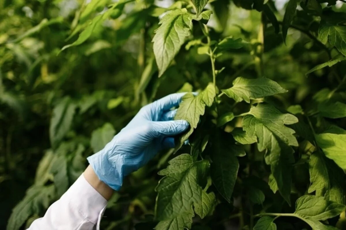    Под Омском начали строить теплицы за 10 миллиардов