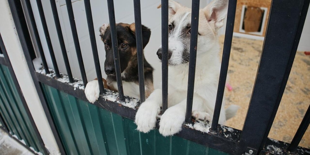 «Мы спасаем их, а они спасают нас»: зооволонтёры из Подмосковья, Пскова и Переславля-Залесского рассказали, почему помогают обездоленным собакам и котам