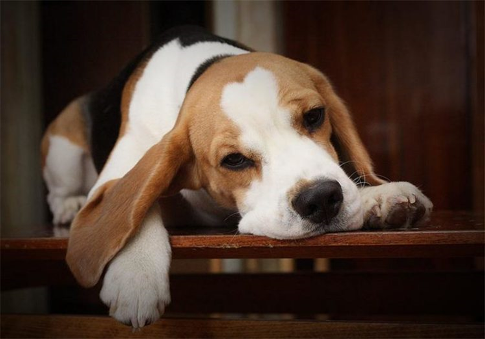 Кайфуша, любит полежать, отдохнуть