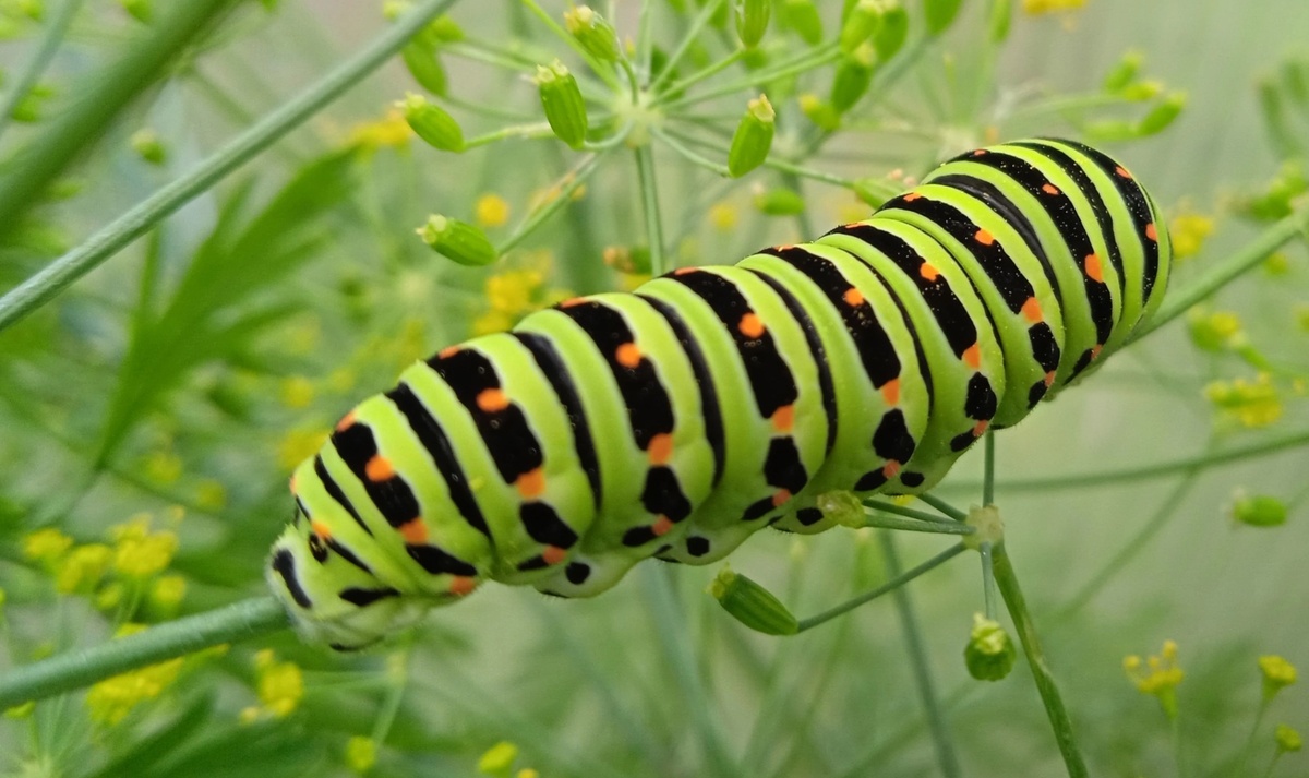 Гусеница махаона перед окукливанием