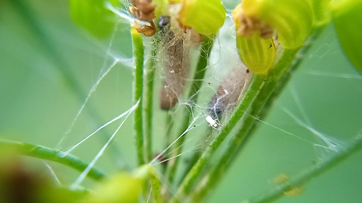 Новорожденные гусеницы махаона 