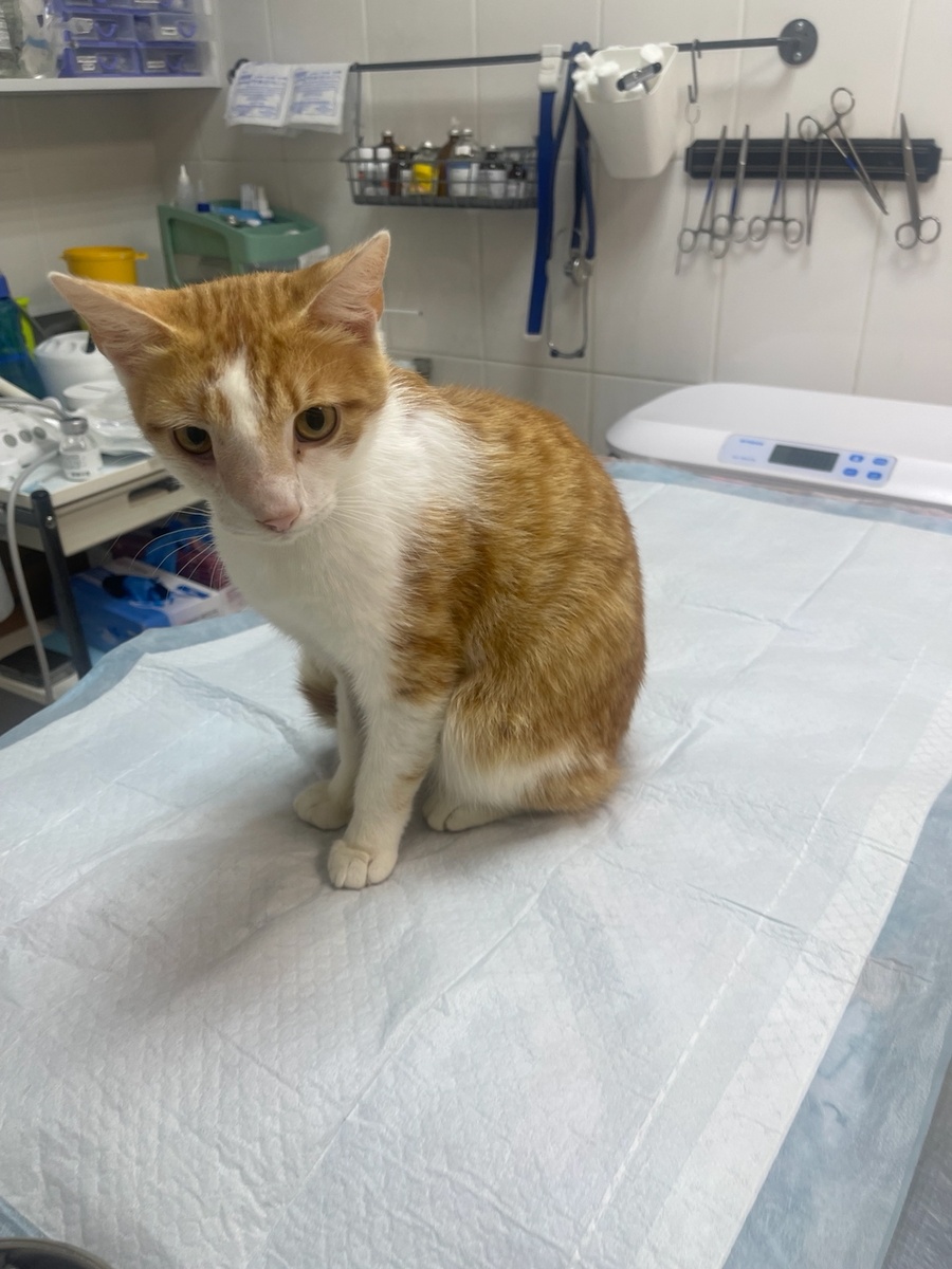 Сириус перед операцией