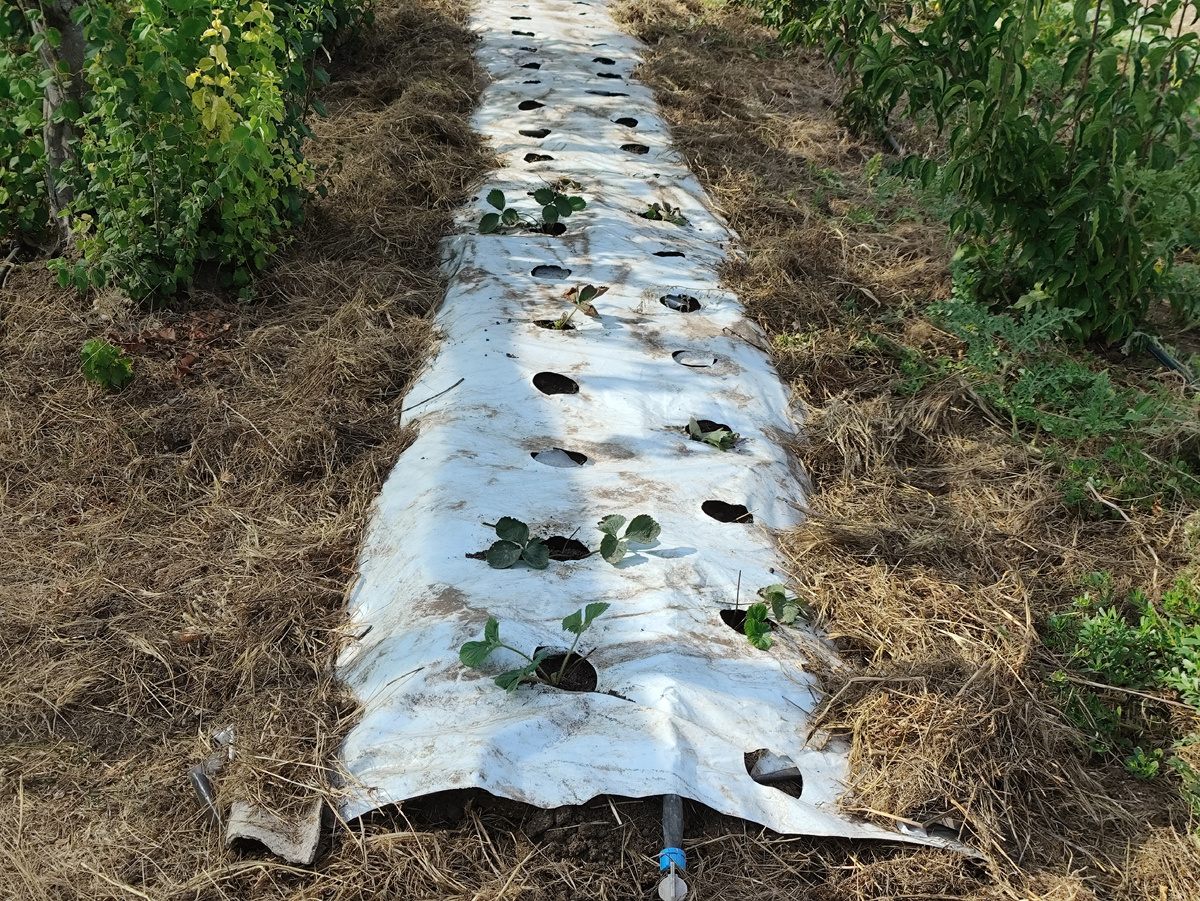 Пока не много рассады...