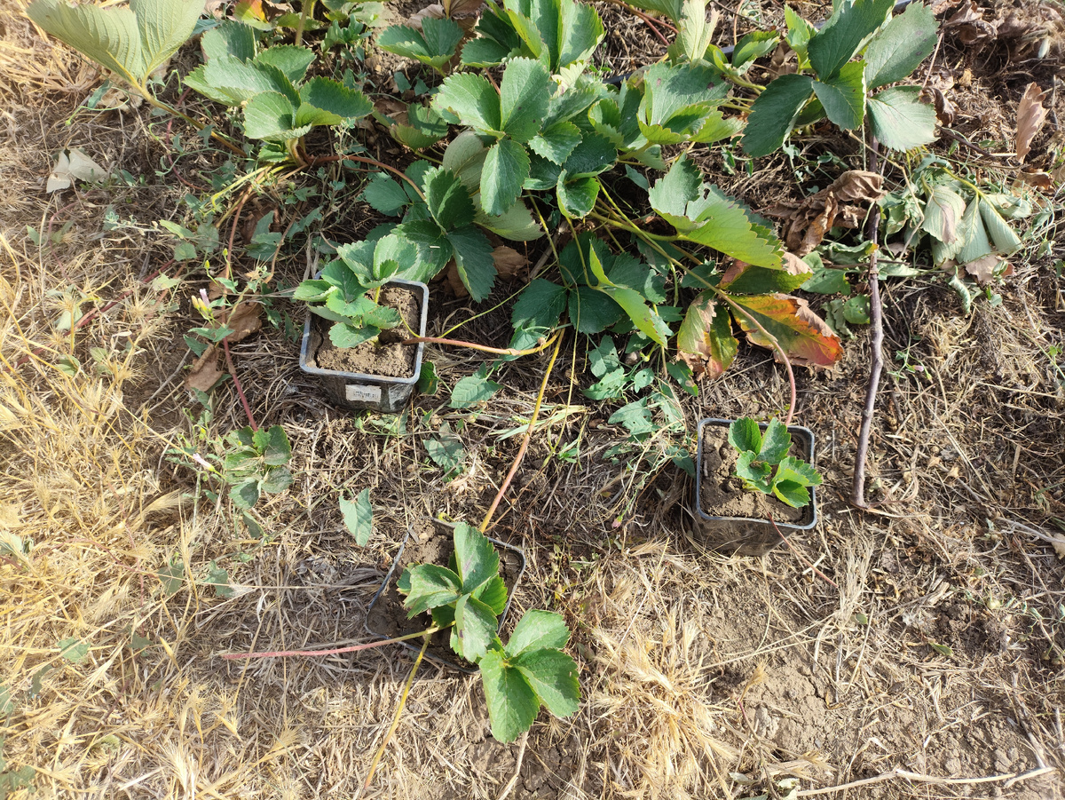 Азия щедра на усики, пусть укореняются.