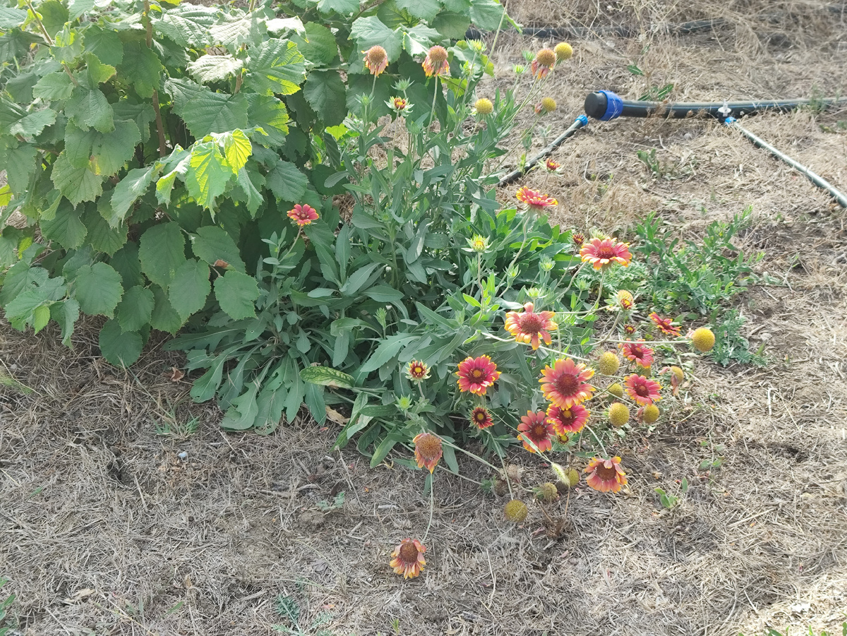Яркие пятна на выжженой, растрескавшейся земле...