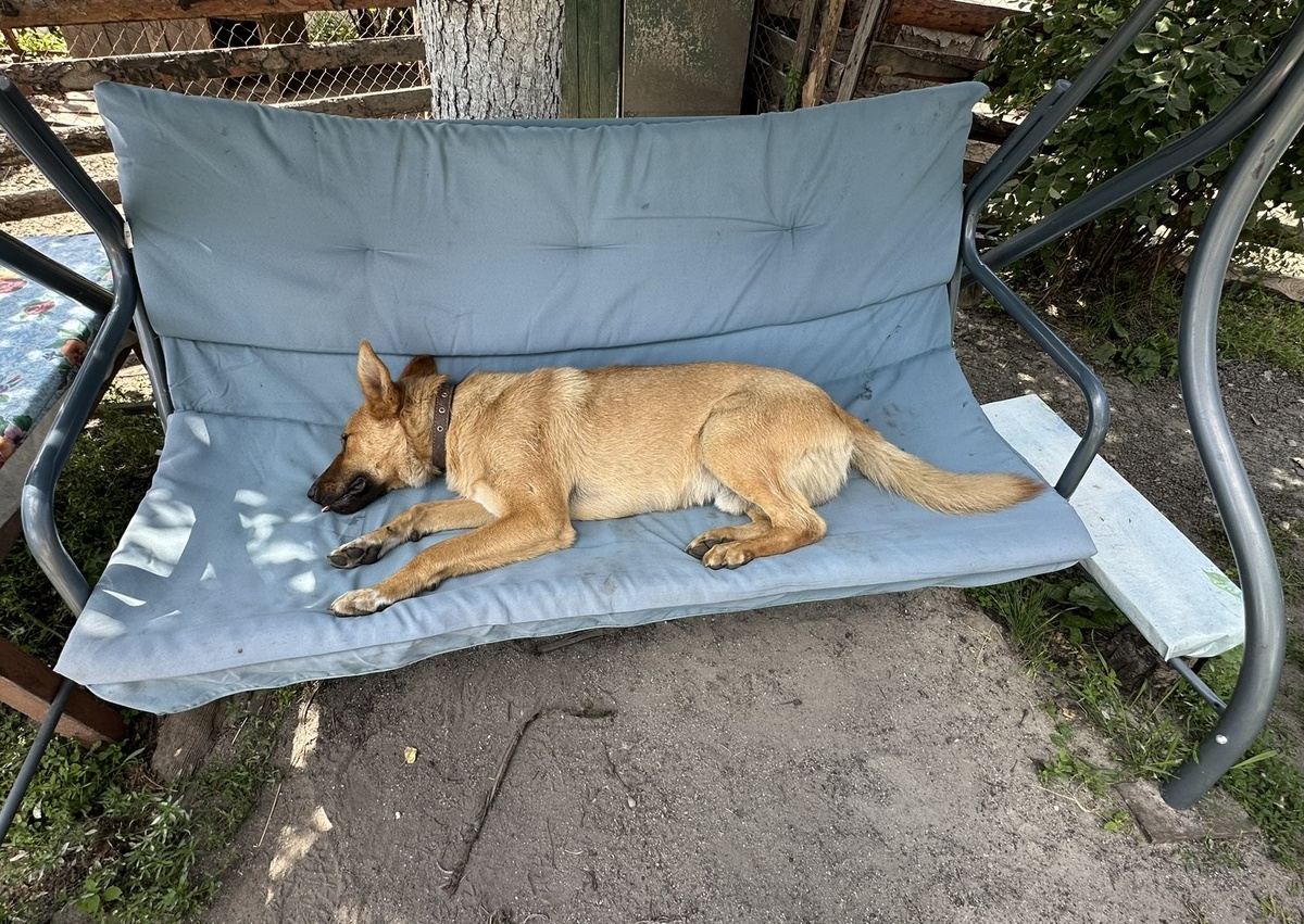 Шоки (малыш).