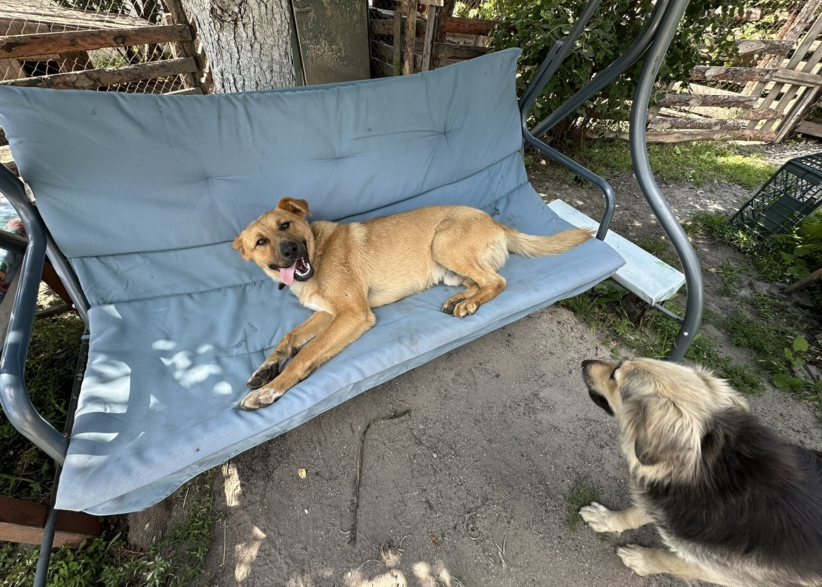 Муха и Шоки.