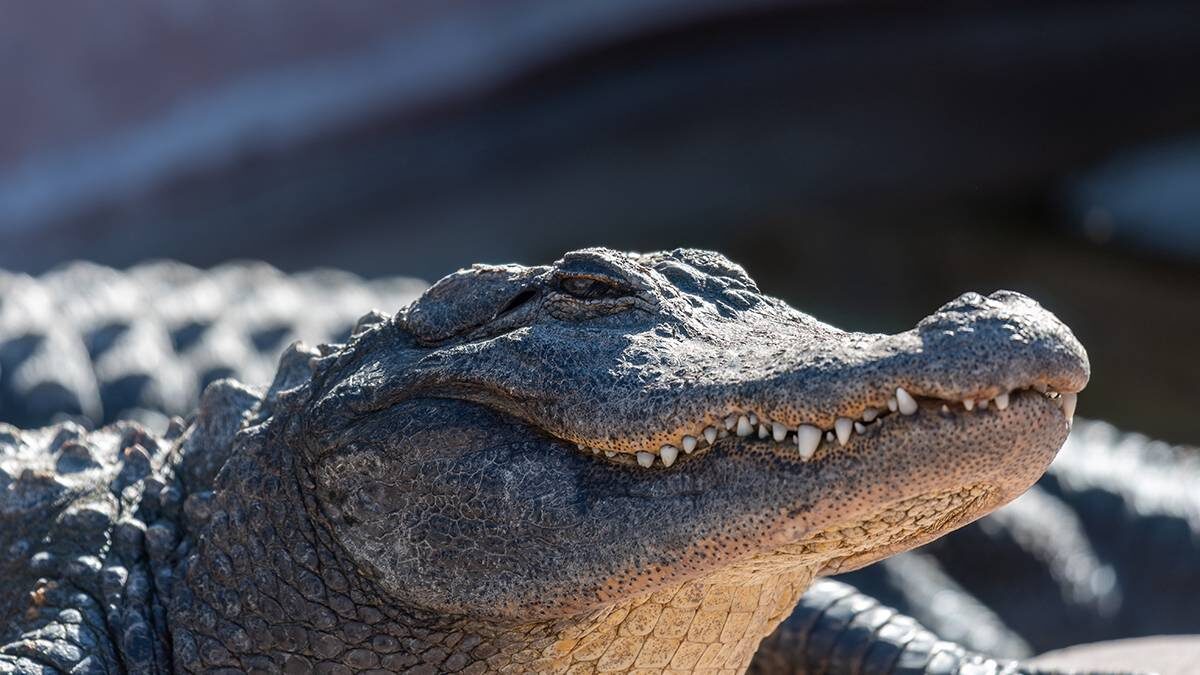    Фото: Shutterstock