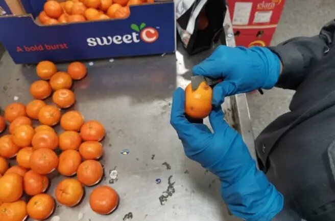    Фото: пресс-служба Северо-Западного межрегионального управления Россельхознадзора