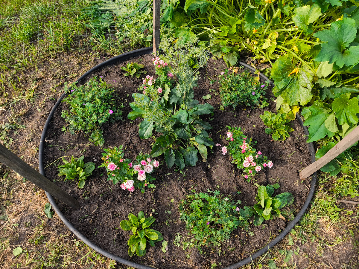 Цветник конец июля