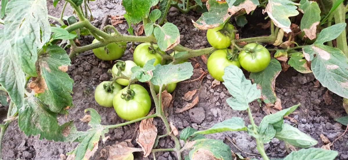 Вот так горит листва на томатах на юге