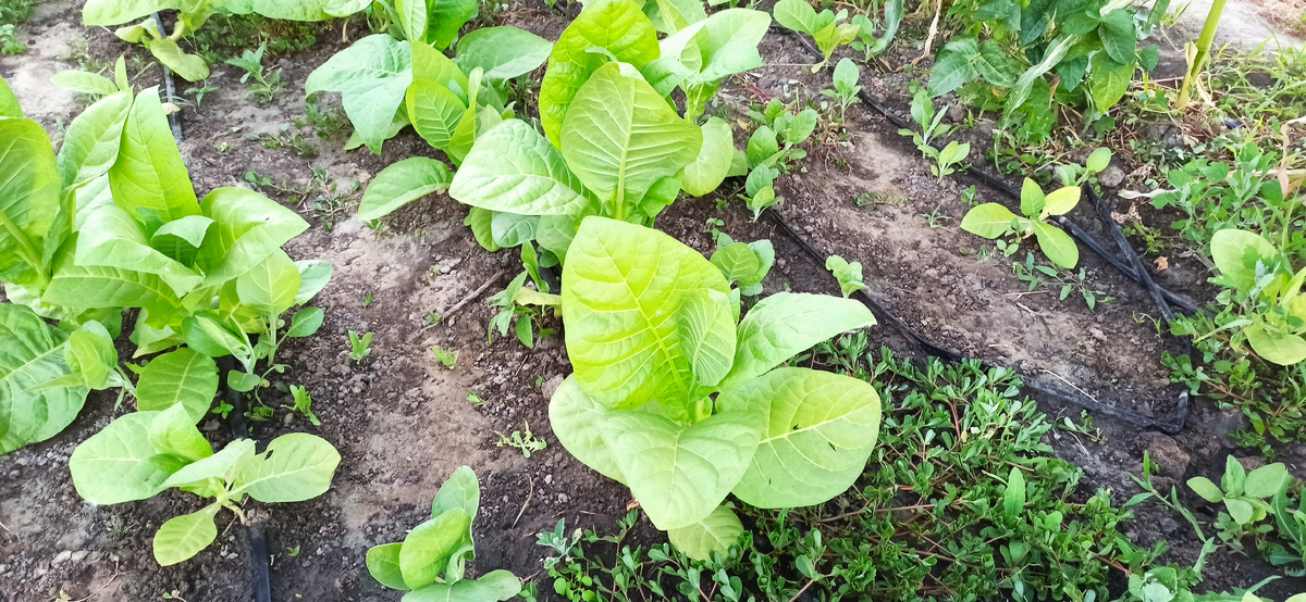 А это растение с фото угадаете?