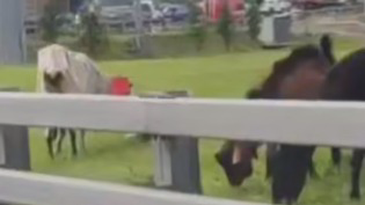    Фото: Скриншот с видео / «Митино Москва» / Telegram