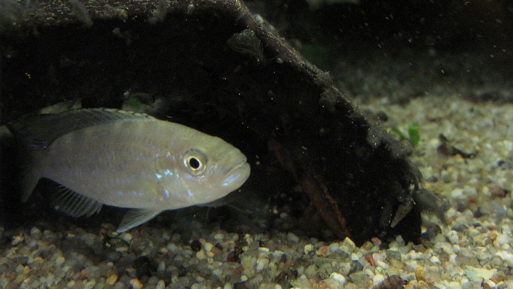     Фото: Henrik Kusche - Axel Meyer Collection Konstanz, wikimedia.org