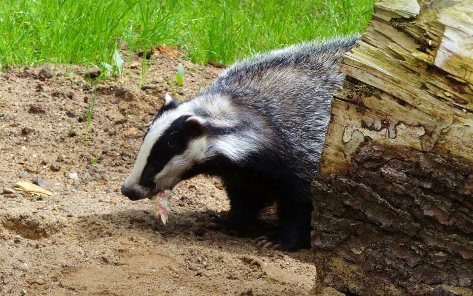    Барсук. Источник: pixabay.com