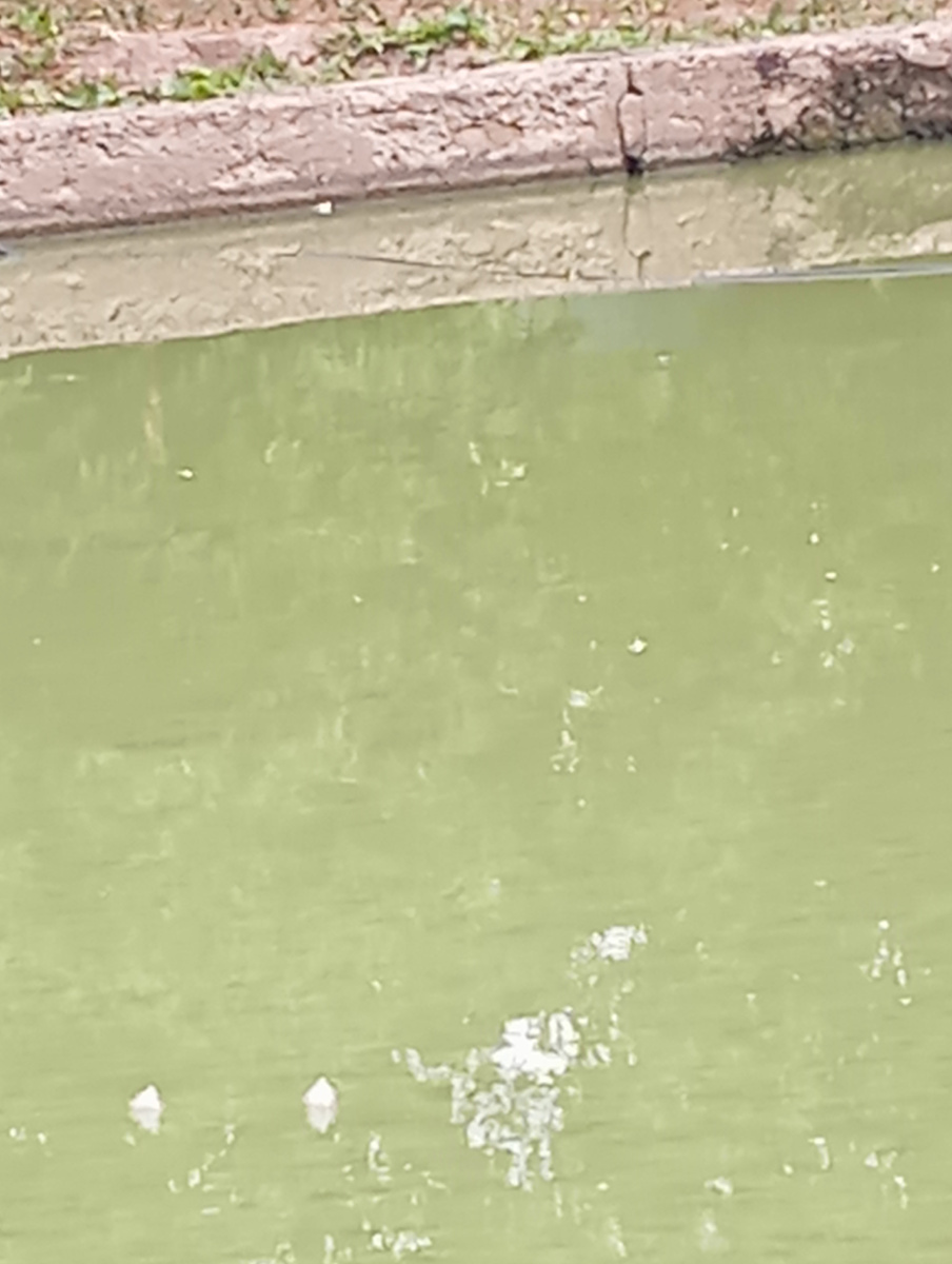 Тот самый пруд. 