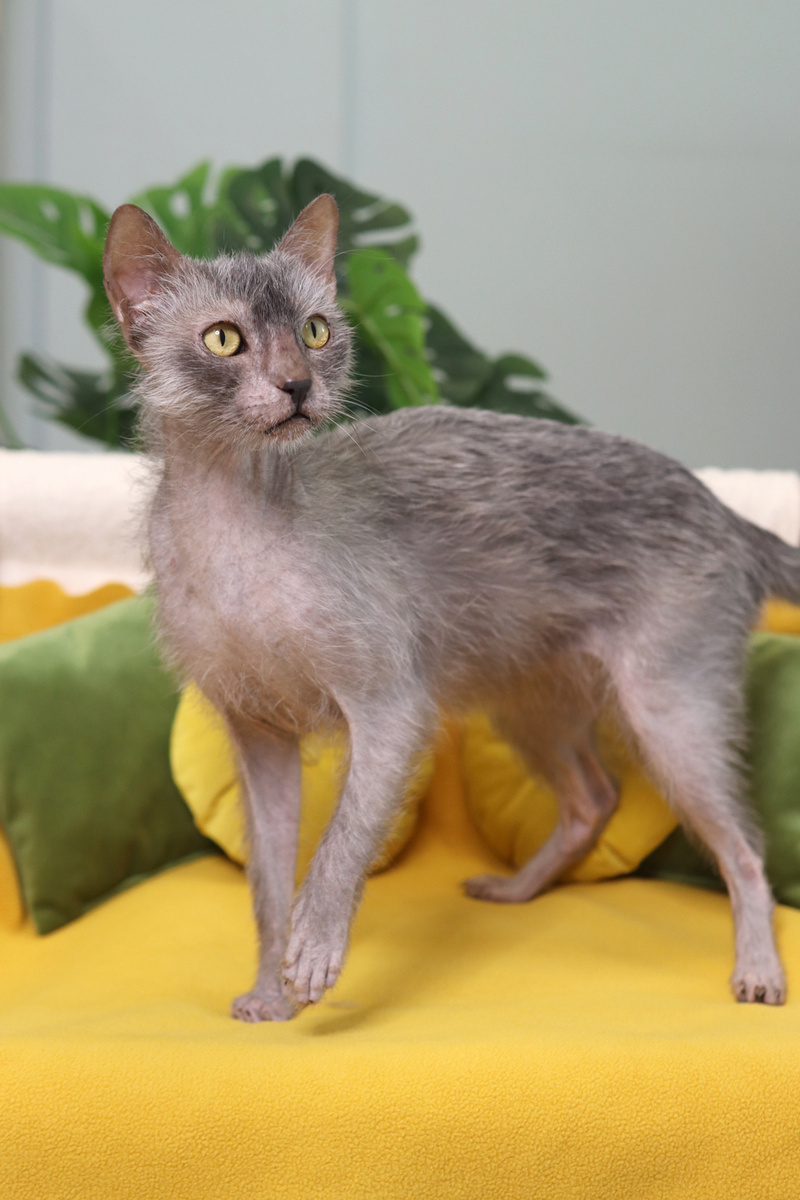 наш кот Арни породы ликой