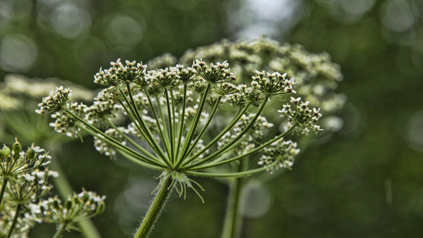   Gettyimages.ru Mark Newman