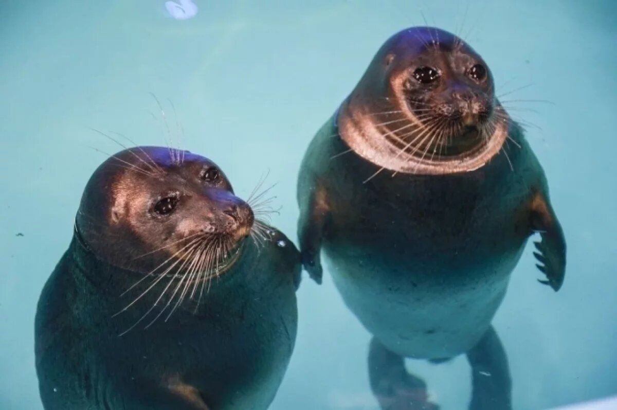    Пятнистые нерпы вернулись в природу после реабилитации в Репино