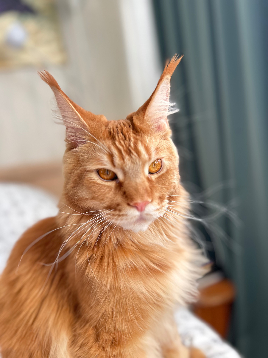 Мать, где корм? - спрашивает он и смотрит сурово