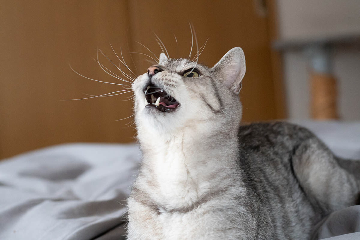 Мне не нужна серьезная причина, чтобы мяукать. Иногда мы это делаем, просто потому что хотим. Источник: Shutterstock
