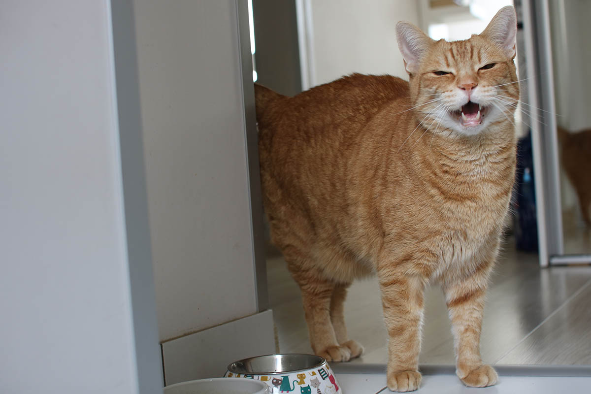 В смысле я ел всего пять минут назад? Я ел целых пять минут назад! Источник: Shutterstock
