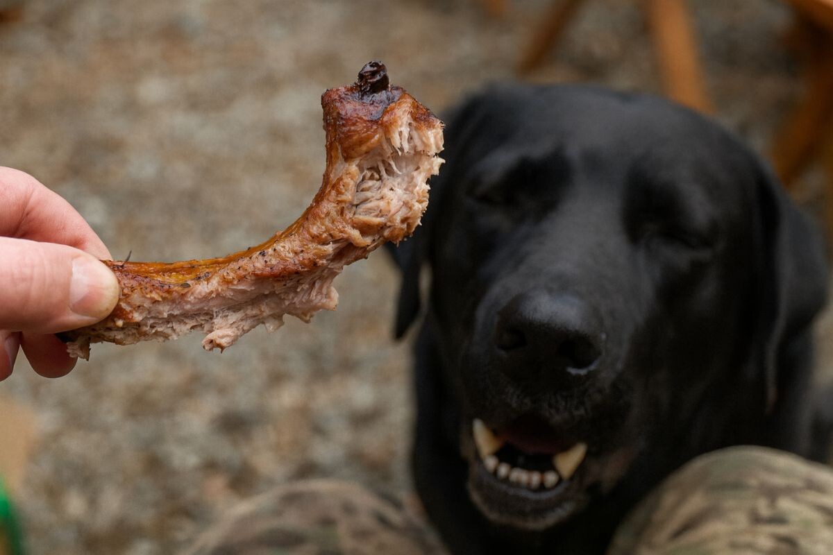 Что делать, если собака съела трубчатую кость