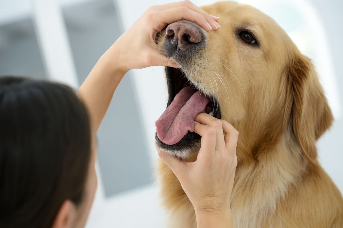 Хозяйка осматривает пасть собаке 