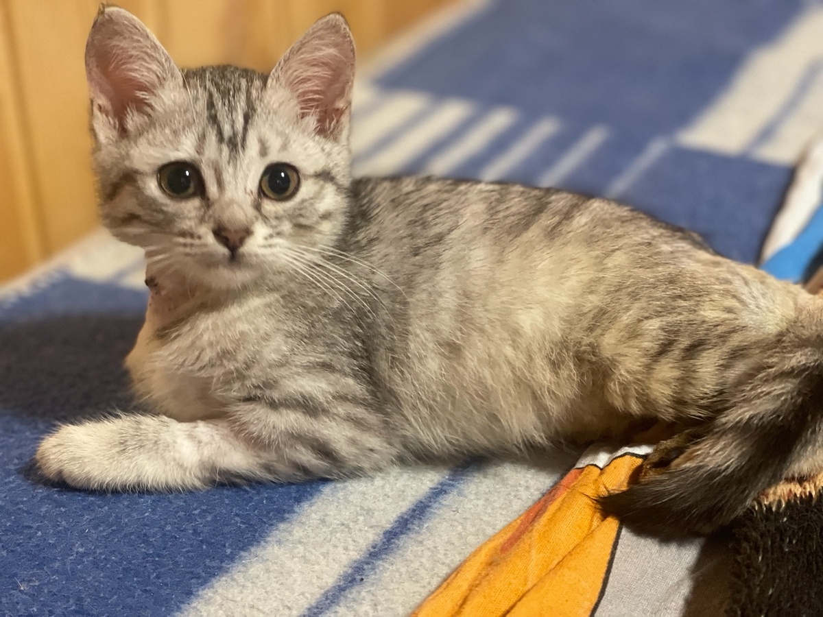 малышка Смоки