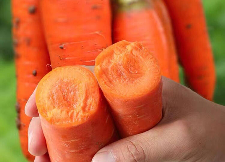 Морковная и луковая мухи облетают мои грядки и сад стороной: как я добилась урожая без потерь