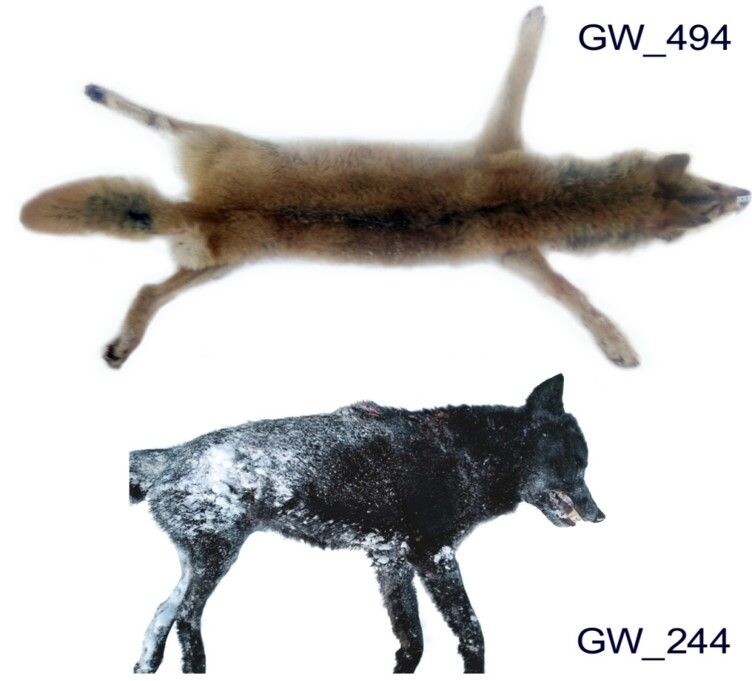    Сверху: шкура предполагаемого рыжего гибрида волка и собаки GW_494, генетически признанного «чистокровным» волком; внизу: черный гибрид волка и собаки GW_244. Фото: Polar biology (предоставлены органами власти в области охоты)